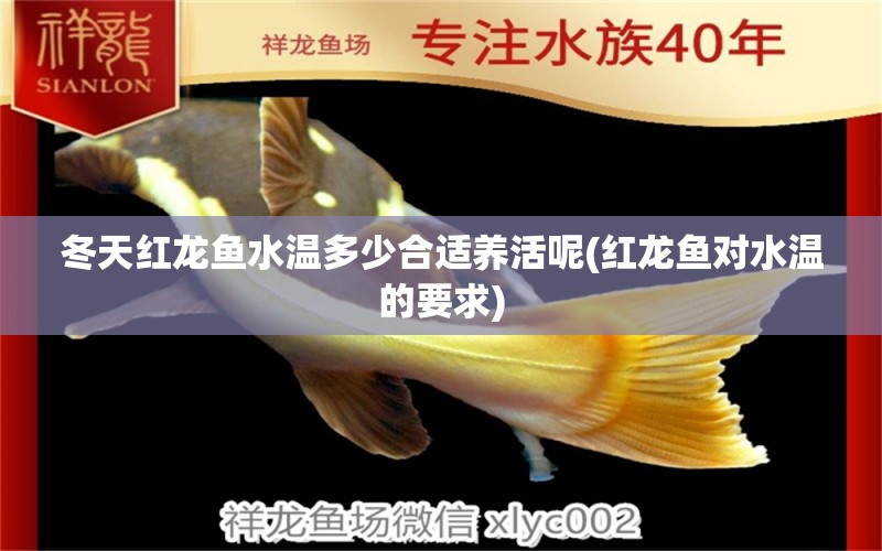 冬天红龙鱼水温多少合适养活呢(红龙鱼对水温的要求) 马拉莫宝石鱼