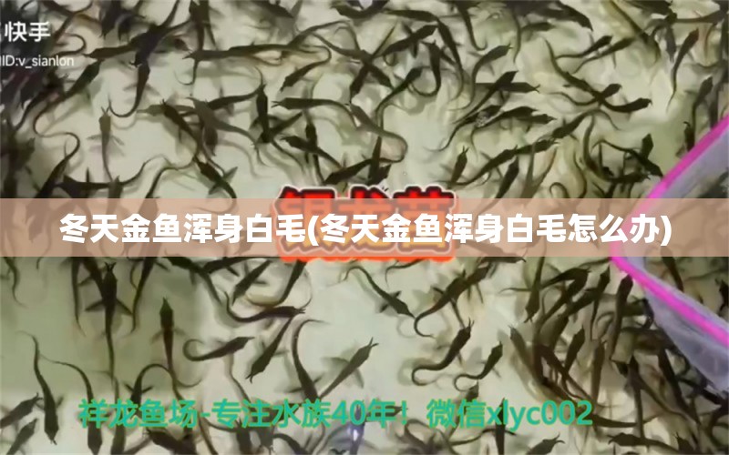 冬天金鱼浑身白毛(冬天金鱼浑身白毛怎么办)