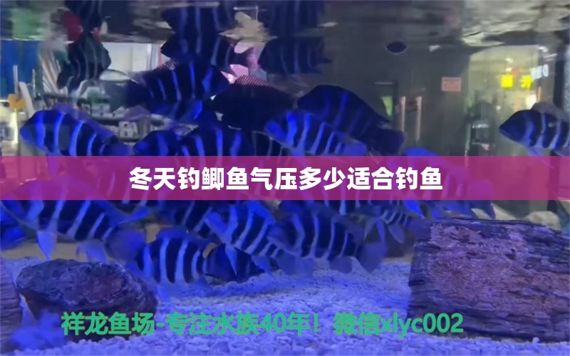 冬天钓鲫鱼气压多少适合钓鱼 垂钓乐园 第1张