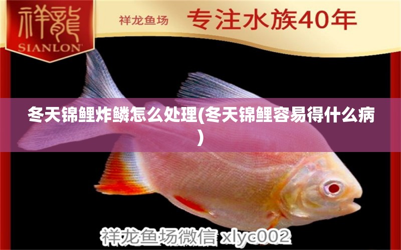 冬天锦鲤炸鳞怎么处理(冬天锦鲤容易得什么病) 观赏鱼 第1张