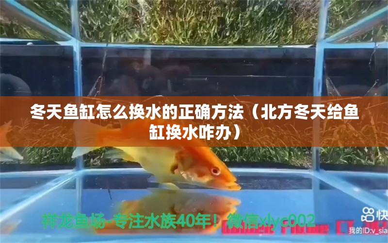 冬天鱼缸怎么换水的正确方法（北方冬天给鱼缸换水咋办） 小型观赏鱼 第1张