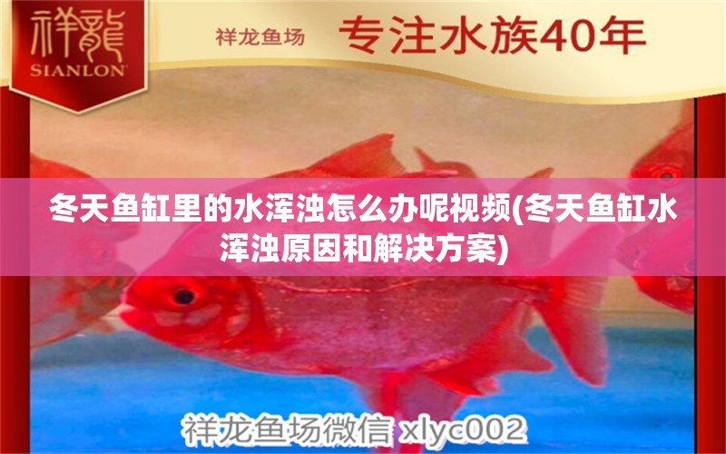 冬天鱼缸里的水浑浊怎么办呢视频(冬天鱼缸水浑浊原因和解决方案) 广州观赏鱼批发市场 第1张