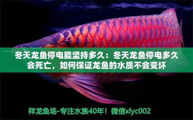 冬天龙鱼停电能坚持多久：冬天龙鱼停电多久会死亡，如何保证龙鱼的水质不会变坏 水族问答 第2张