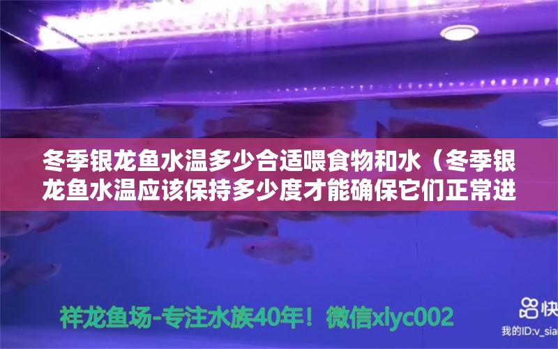 冬季银龙鱼水温多少合适喂食物和水（冬季银龙鱼水温应该保持多少度才能确保它们正常进食） 水族问答 第1张