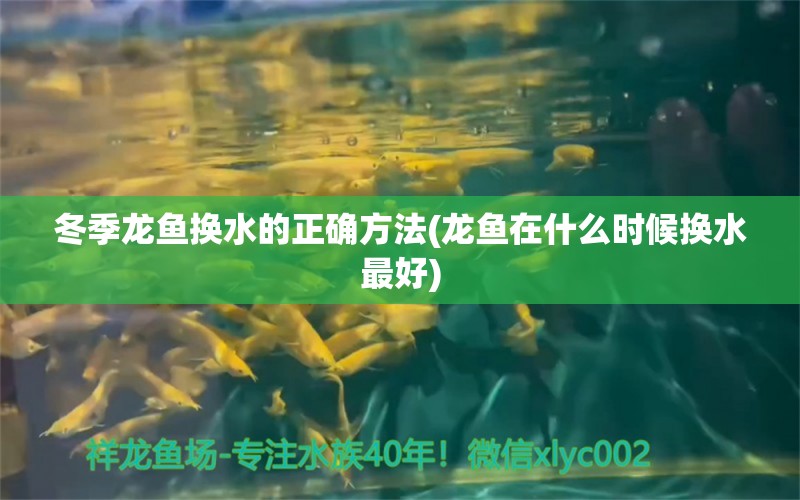 冬季龙鱼换水的正确方法(龙鱼在什么时候换水最好)