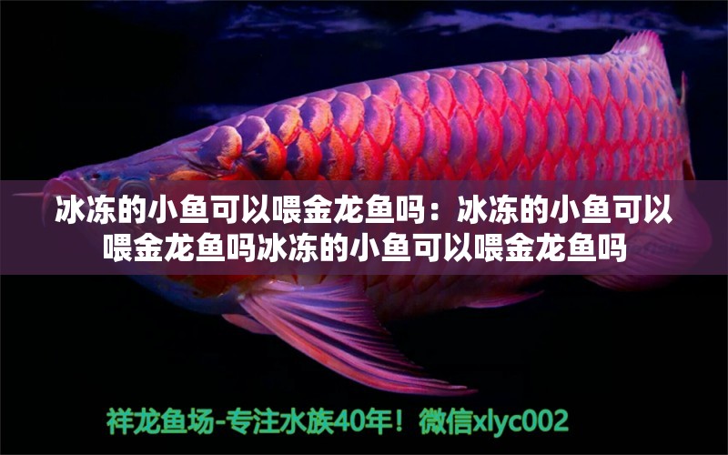 冰冻的小鱼可以喂金龙鱼吗：冰冻的小鱼可以喂金龙鱼吗冰冻的小鱼可以喂金龙鱼吗