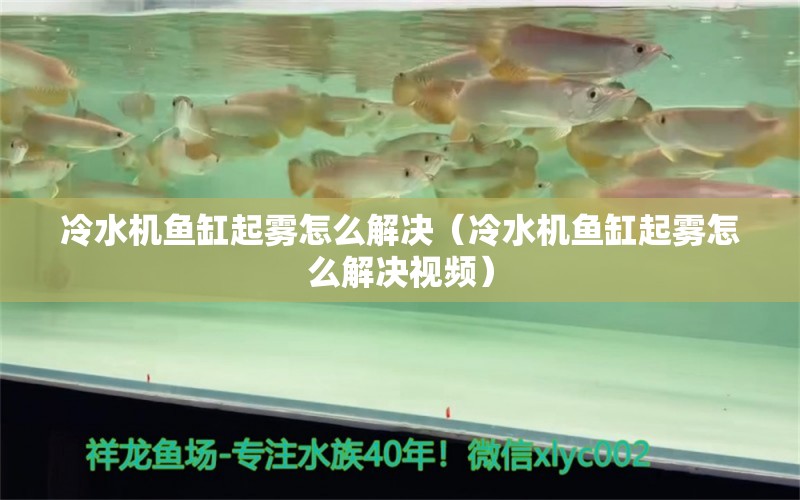 冷水机鱼缸起雾怎么解决（冷水机鱼缸起雾怎么解决视频） 观赏鱼市场（混养鱼）