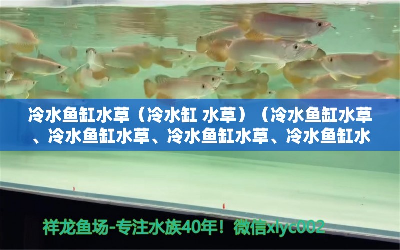 冷水鱼缸水草（冷水缸 水草）（冷水鱼缸水草、冷水鱼缸水草、冷水鱼缸水草、冷水鱼缸水草） 鱼缸百科 第2张