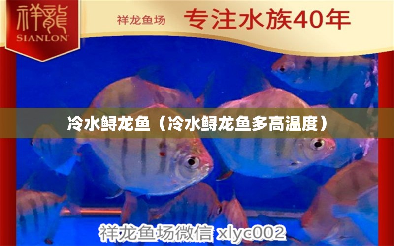 冷水鲟龙鱼（冷水鲟龙鱼多高温度） 祥龙水族医院