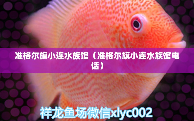 准格尔旗小连水族馆（准格尔旗小连水族馆电话）