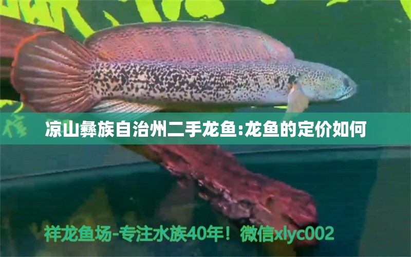 凉山彝族自治州二手龙鱼:龙鱼的定价如何