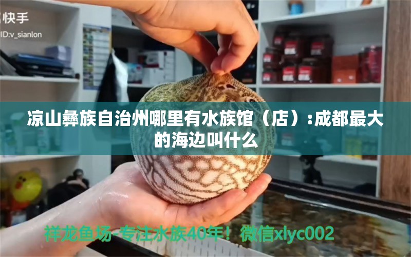 凉山彝族自治州哪里有水族馆（店）:成都最大的海边叫什么 观赏鱼水族批发市场