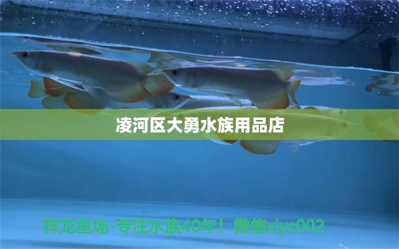 凌河区大勇水族用品店