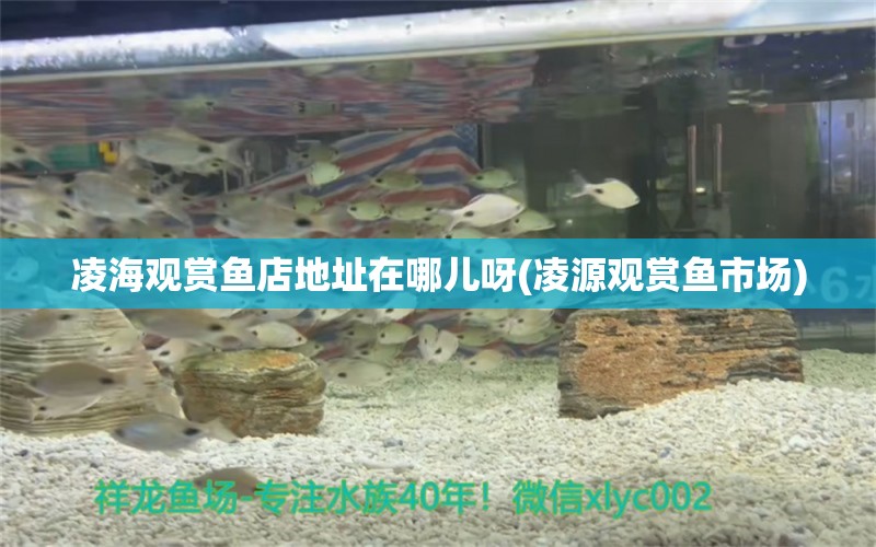 凌海观赏鱼店地址在哪儿呀(凌源观赏鱼市场) 观赏鱼市场（混养鱼）