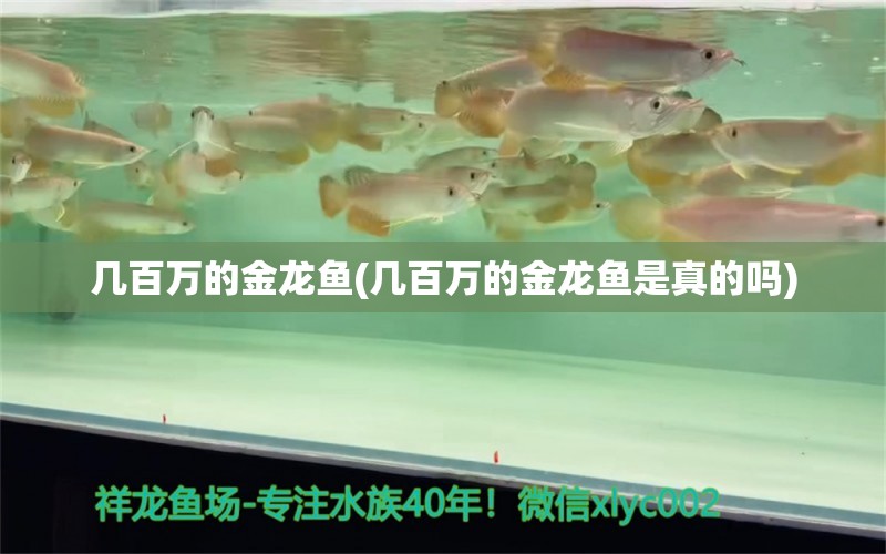 几百万的金龙鱼(几百万的金龙鱼是真的吗)