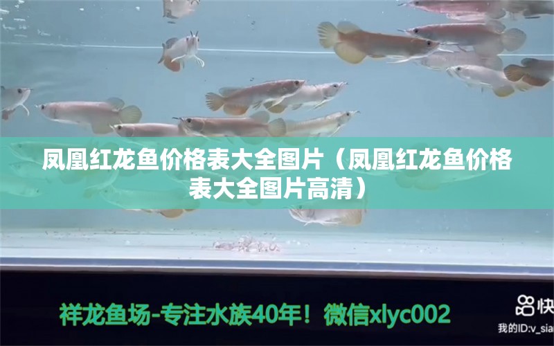 凤凰红龙鱼价格表大全图片（凤凰红龙鱼价格表大全图片高清）