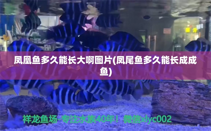 凤凰鱼多久能长大啊图片(凤尾鱼多久能长成成鱼)