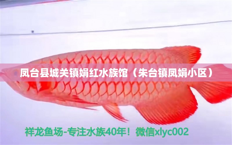 凤台县城关镇娟红水族馆（朱台镇凤娟小区） 全国水族馆企业名录