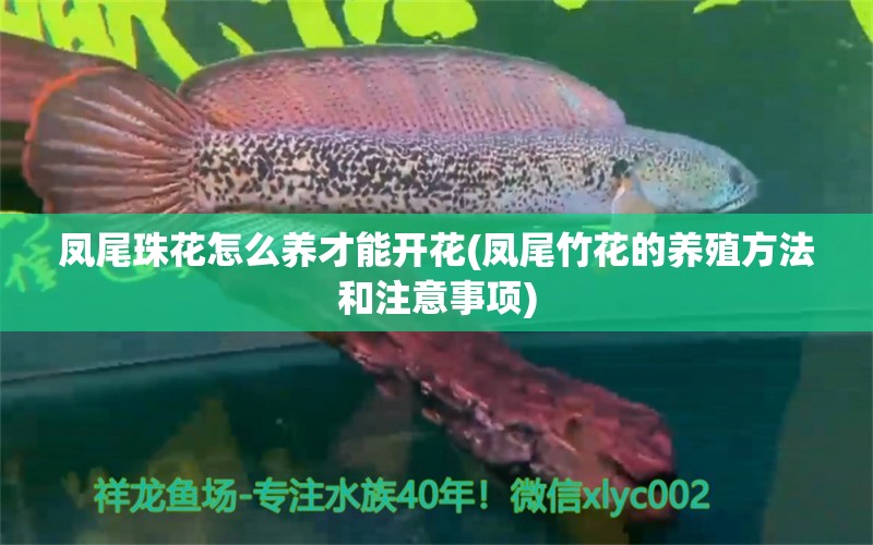 凤尾珠花怎么养才能开花(凤尾竹花的养殖方法和注意事项) 观赏鱼 第1张