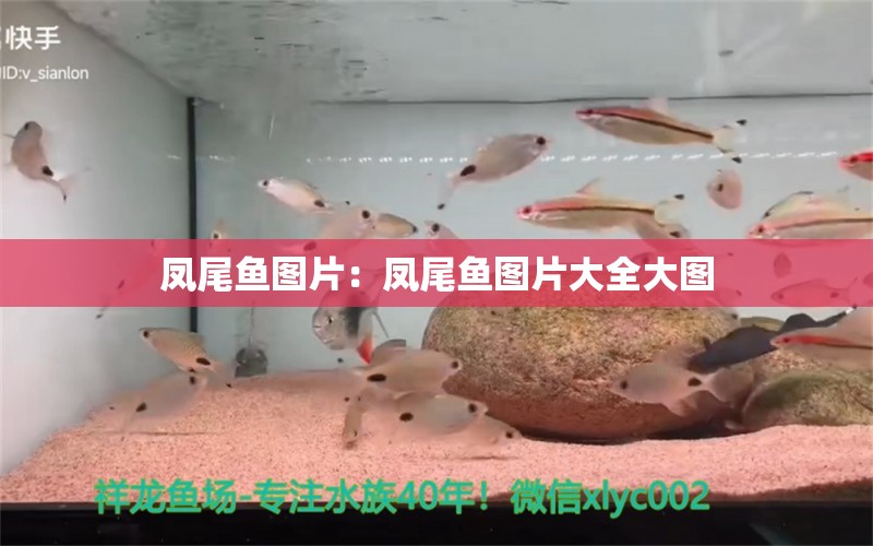 凤尾鱼图片：凤尾鱼图片大全大图