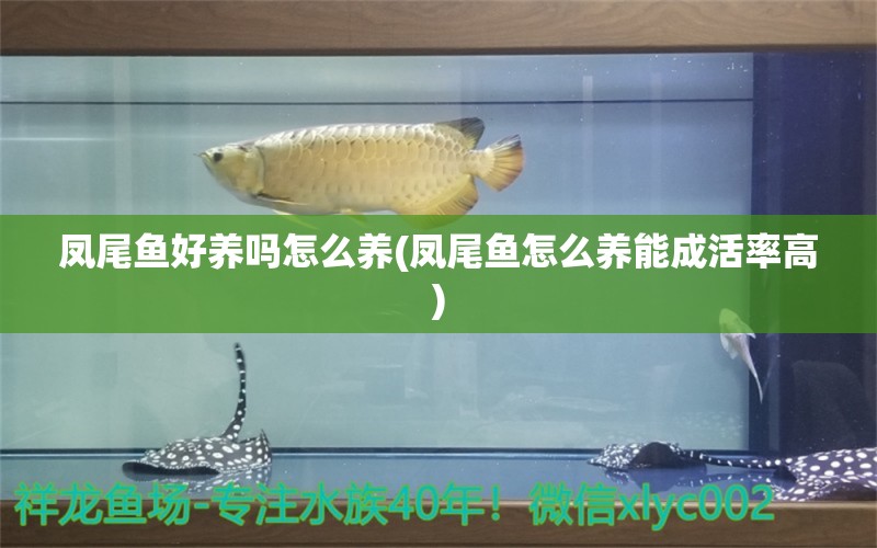 凤尾鱼好养吗怎么养(凤尾鱼怎么养能成活率高) 黑桃A鱼苗