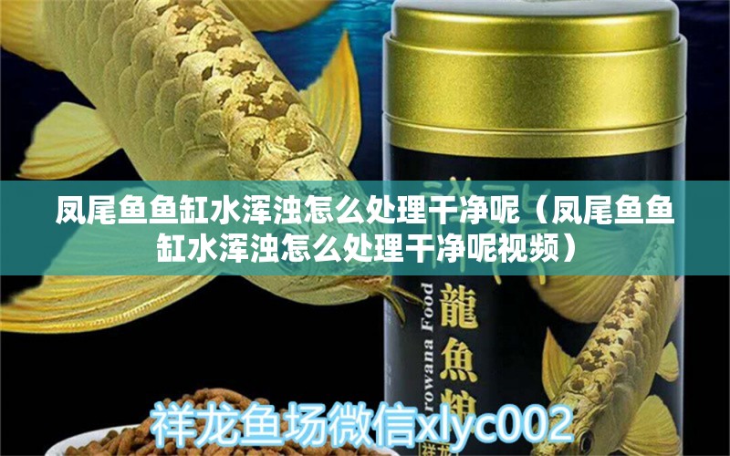 凤尾鱼鱼缸水浑浊怎么处理干净呢（凤尾鱼鱼缸水浑浊怎么处理干净呢视频）