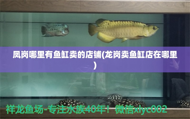 凤岗哪里有鱼缸卖的店铺(龙岗卖鱼缸店在哪里) 广州水族批发市场