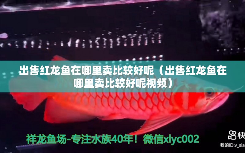 出售红龙鱼在哪里卖比较好呢（出售红龙鱼在哪里卖比较好呢视频） 龙鱼百科