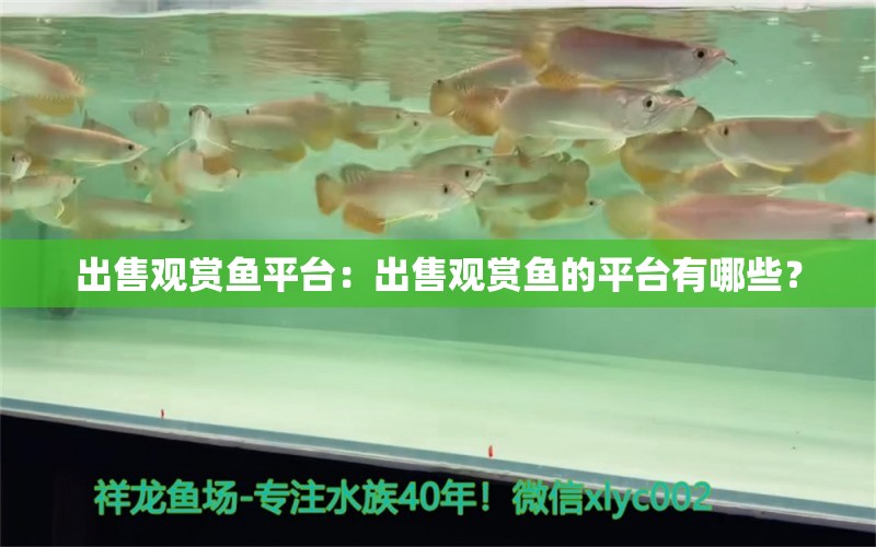 出售观赏鱼平台：出售观赏鱼的平台有哪些？ 广州水族批发市场 第2张