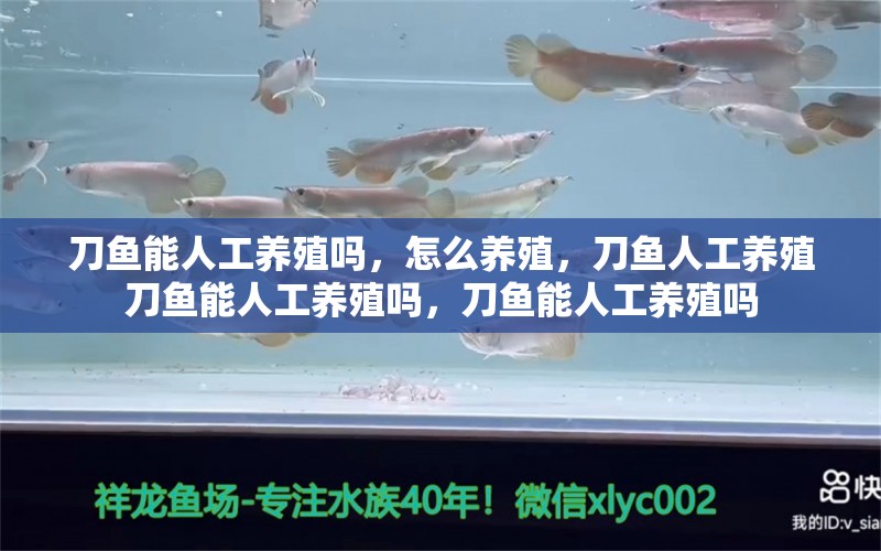 刀鱼能人工养殖吗，怎么养殖，刀鱼人工养殖刀鱼能人工养殖吗，刀鱼能人工养殖吗 元宝凤凰鱼 第1张