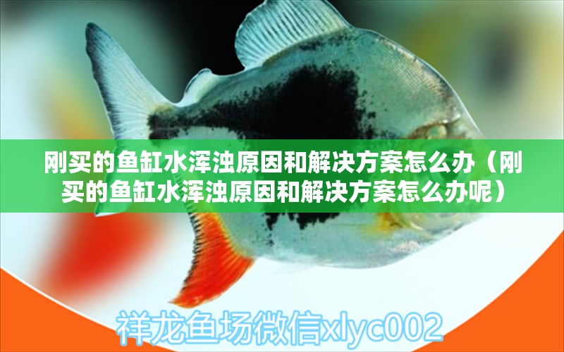 刚买的鱼缸水浑浊原因和解决方案怎么办（刚买的鱼缸水浑浊原因和解决方案怎么办呢）