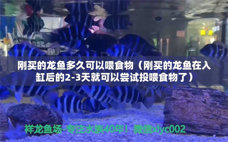 刚买的龙鱼多久可以喂食物（刚买的龙鱼在入缸后的2-3天就可以尝试投喂食物了）