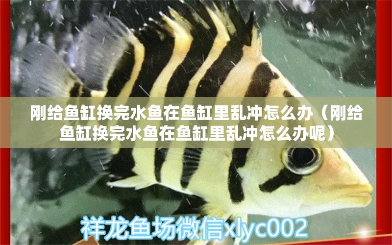 刚给鱼缸换完水鱼在鱼缸里乱冲怎么办（刚给鱼缸换完水鱼在鱼缸里乱冲怎么办呢）