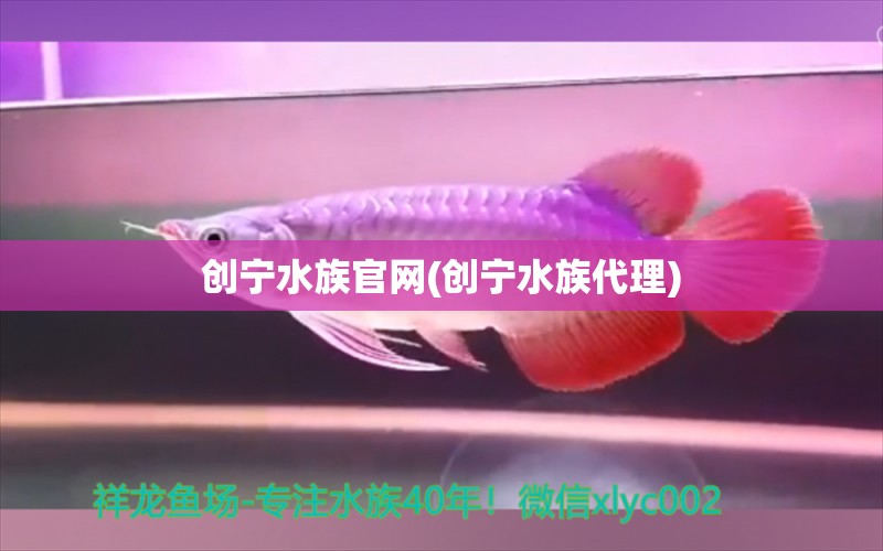 创宁水族官网(创宁水族代理)