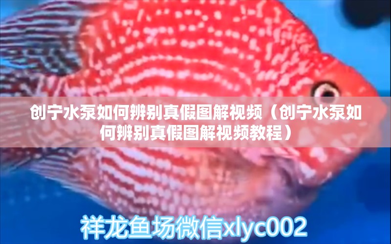 创宁水泵如何辨别真假图解视频（创宁水泵如何辨别真假图解视频教程） 创宁水族