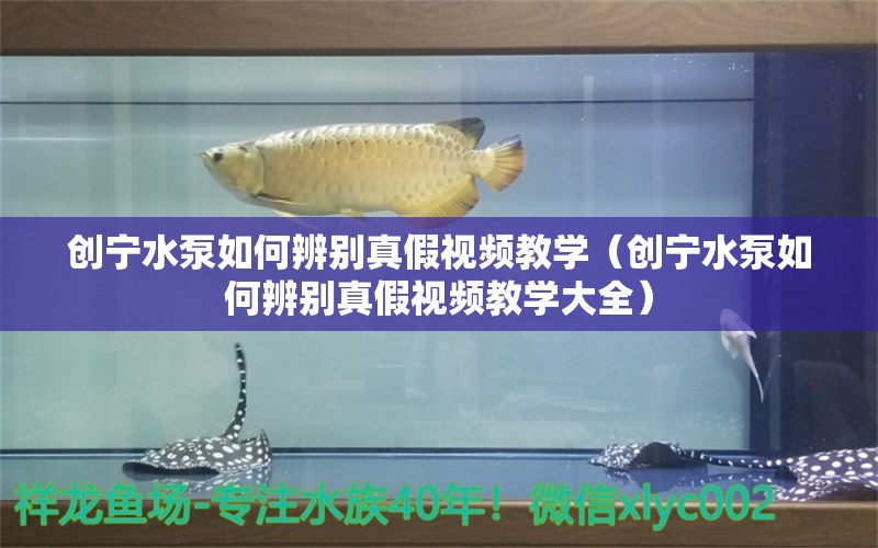 创宁水泵如何辨别真假视频教学（创宁水泵如何辨别真假视频教学大全）