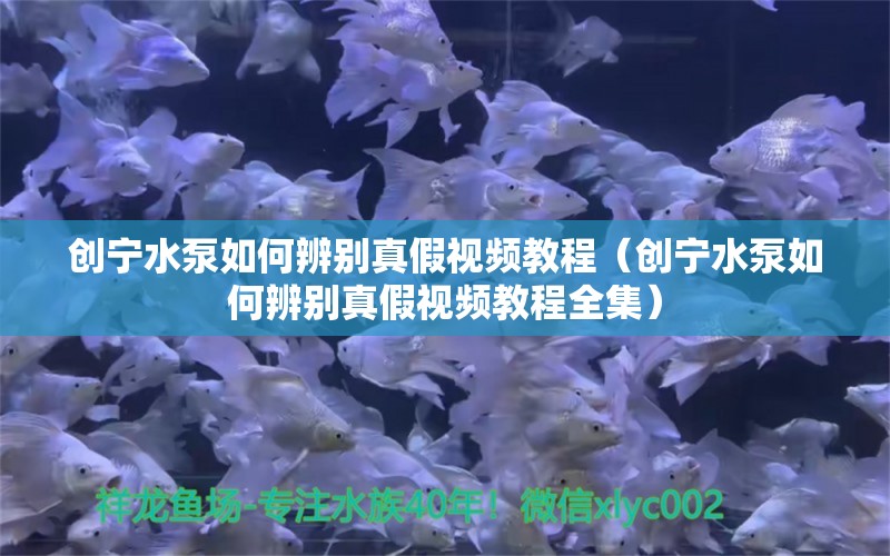 创宁水泵如何辨别真假视频教程（创宁水泵如何辨别真假视频教程全集）