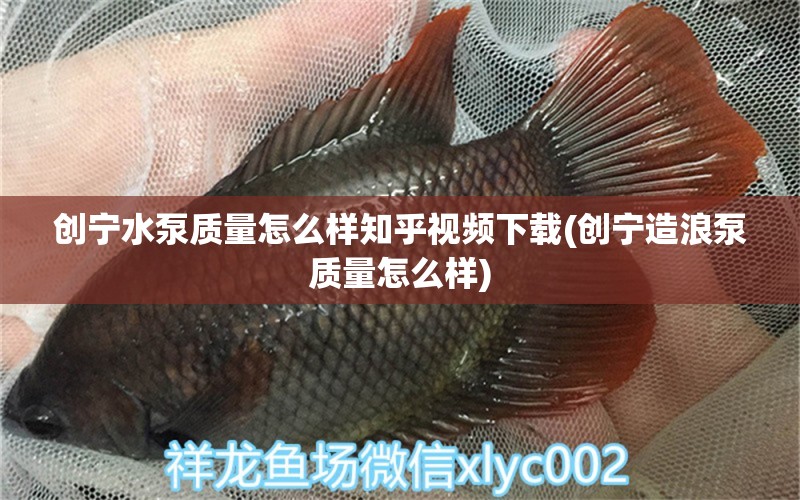 创宁水泵质量怎么样知乎视频下载(创宁造浪泵质量怎么样)