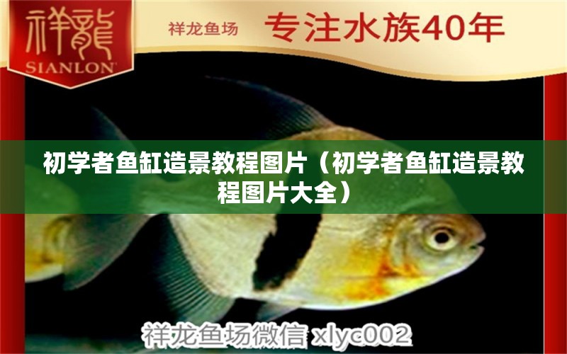 初学者鱼缸造景教程图片（初学者鱼缸造景教程图片大全） 祥龙水族医院