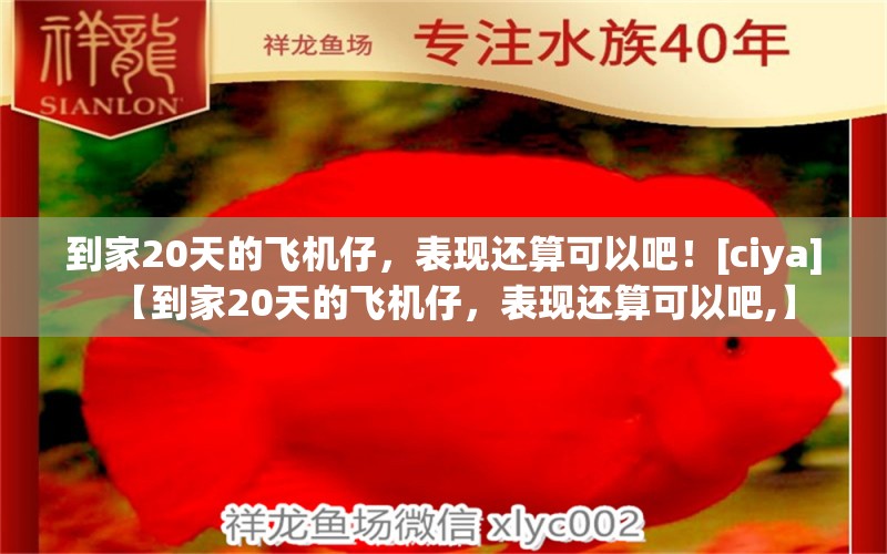 到家20天的飞机仔，表现还算可以吧！[ciya]【到家20天的飞机仔，表现还算可以吧,】 观赏鱼论坛 第2张