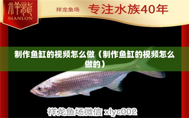 制作鱼缸的视频怎么做（制作鱼缸的视频怎么做的） 广州观赏鱼批发市场
