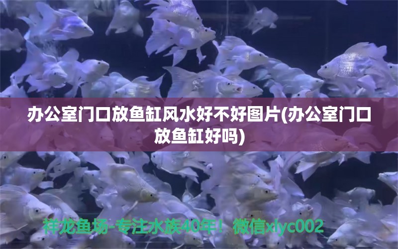 办公室门口放鱼缸风水好不好图片(办公室门口放鱼缸好吗)