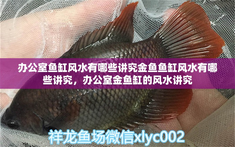 办公室鱼缸风水有哪些讲究金鱼鱼缸风水有哪些讲究，办公室金鱼缸的风水讲究