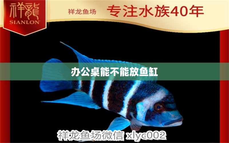 办公桌能不能放鱼缸 水族问答 第2张