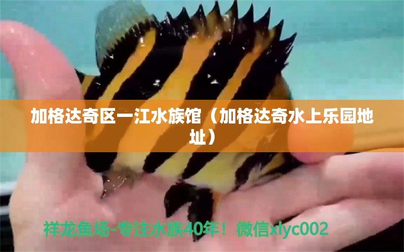 加格达奇区一江水族馆（加格达奇水上乐园地址）