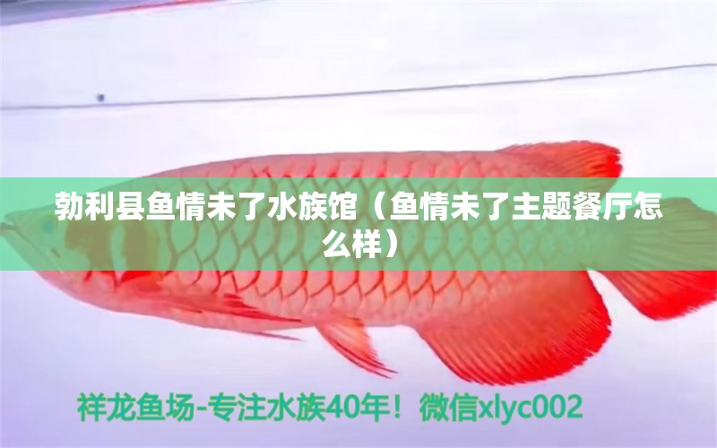 勃利县鱼情未了水族馆（鱼情未了主题餐厅怎么样） 全国水族馆企业名录