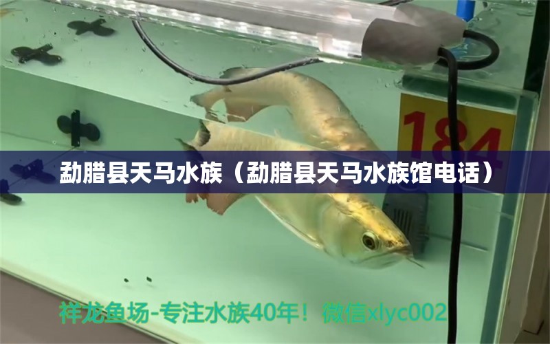 勐腊县天马水族（勐腊县天马水族馆电话）