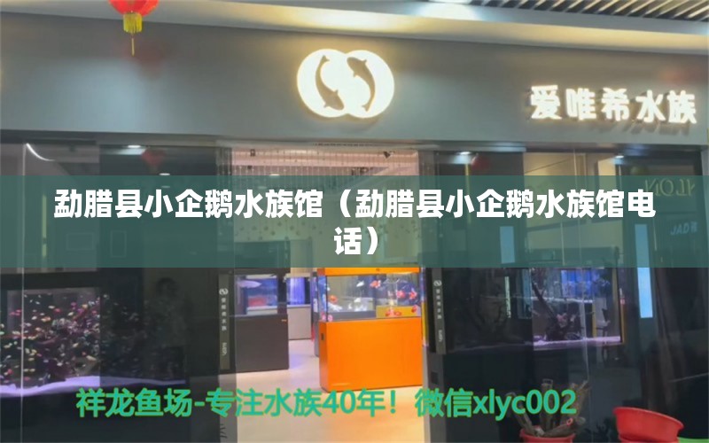 勐腊县小企鹅水族馆（勐腊县小企鹅水族馆电话）