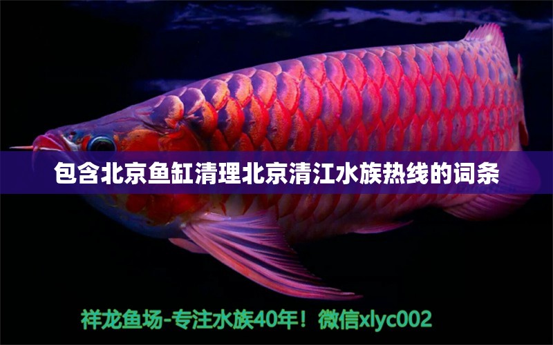 包含北京鱼缸清理北京清江水族热线的词条 泰国虎鱼（泰虎） 第1张