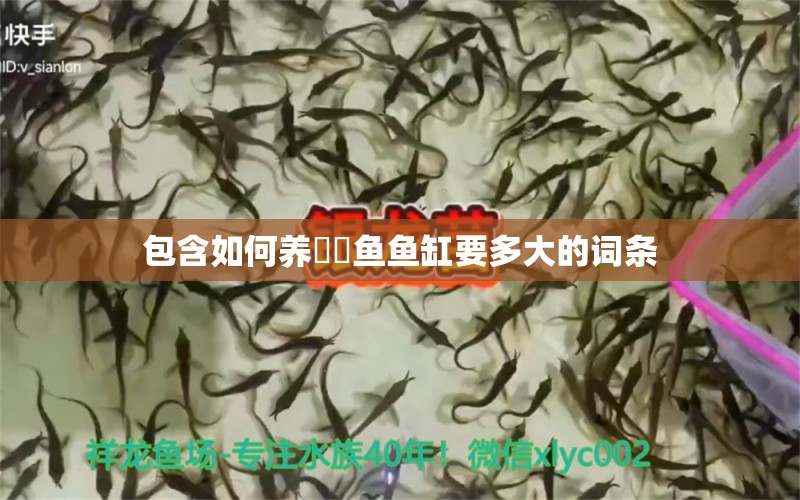 包含如何养鳑鲏鱼鱼缸要多大的词条